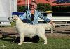 After a few months out of the ring, Daisie has come back at the GRC NSW Champ Show to win Best Opposite Minor In Show